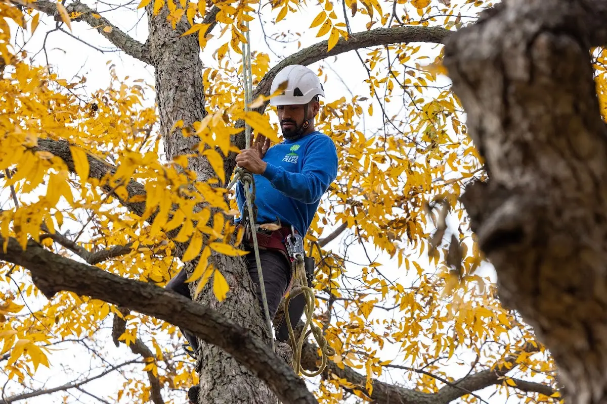 Skilled Tree Planting crew working in Briggsville